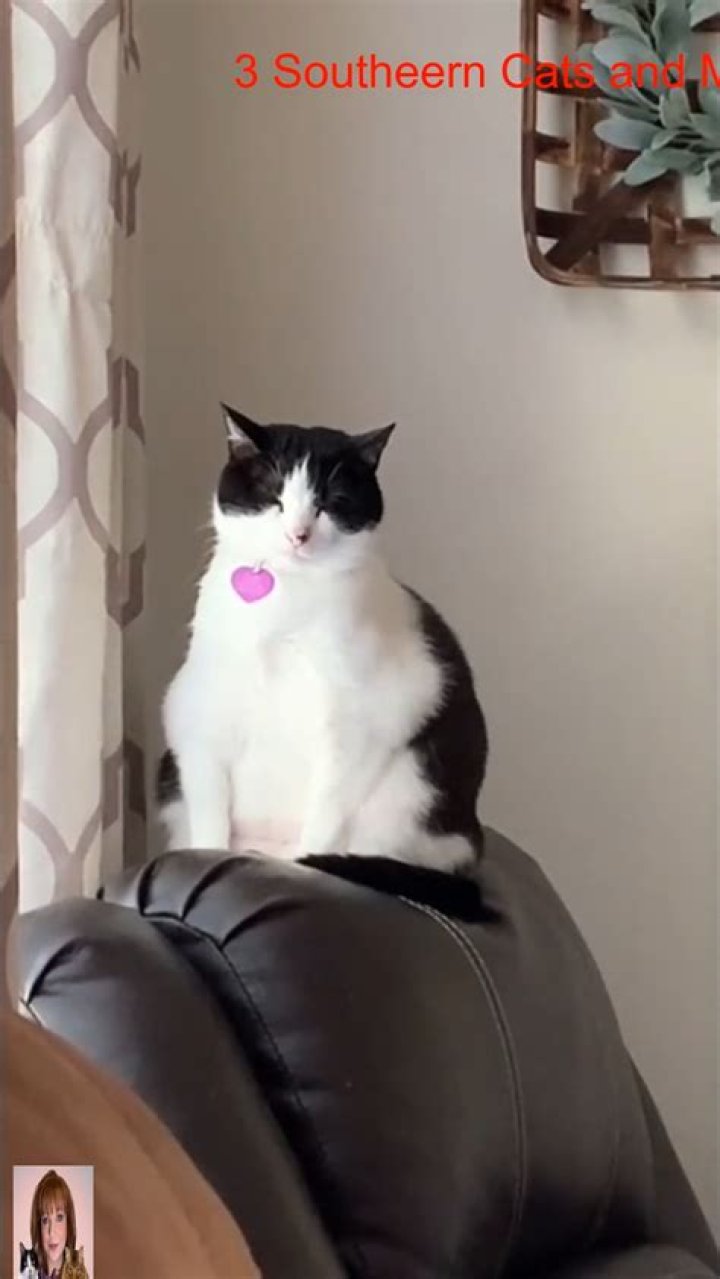 3 Southern Cats and Momma: A Heartwarming Tale of Feline Companionship