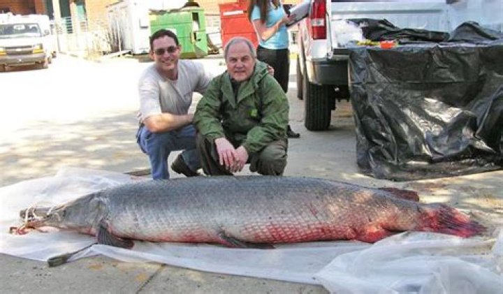Catching the Massive 327 Pound Alligator Gar: The Ultimate Fishing Adventure