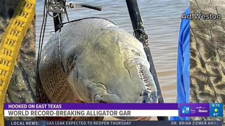 Alligator Gar Record: Exploring the Largest Freshwater Fish in North America