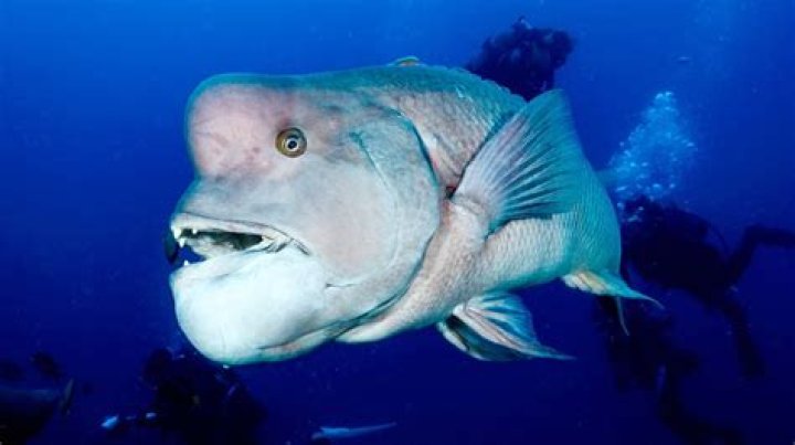 All You Need to Know About Asian Sheepshead: A Complete Guide