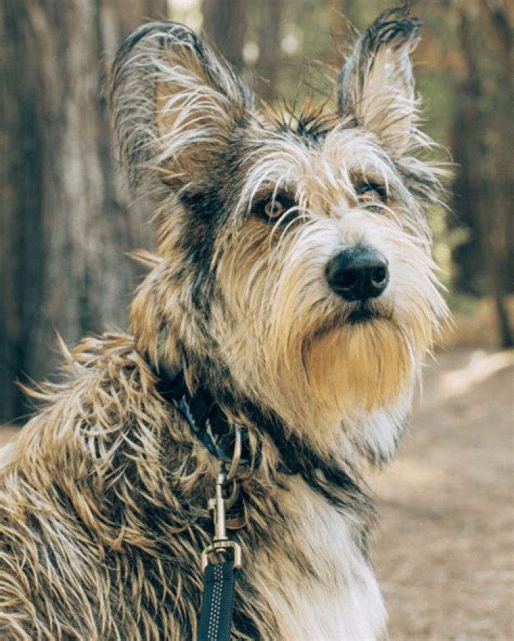 Discovering the Unique Charm of the Beard Dog