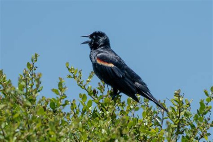 Discovering the Melodic World of Bird Calls: Red-Winged Blackbird