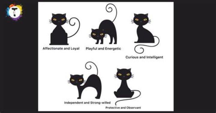 Unveiling the Enigma: The Unique Personality Traits of Black Cats