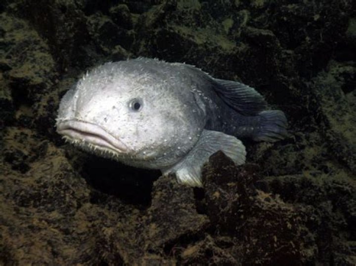 Blobfish in Water: The Fascinating Life of an Underwater Oddity