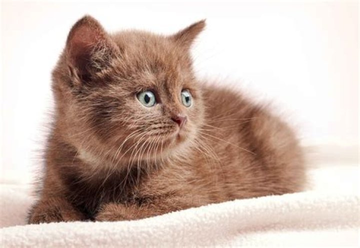 All About Brown Kittens: The Adorable Feline Companions