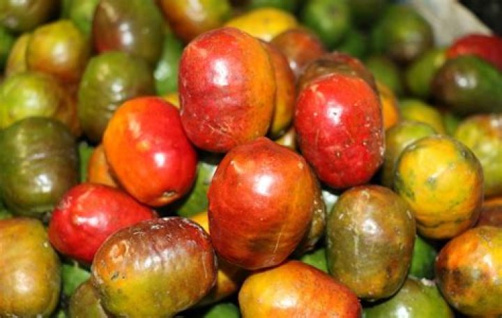 Discovering the Delightful Ciruela Mexicana: Nature's Sweet Gem