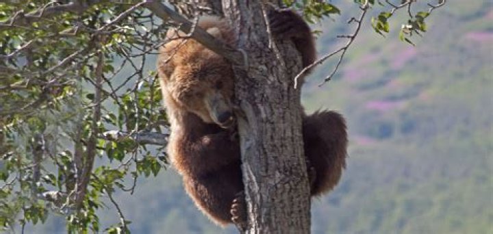 Do Grizzly Bears Climb Trees? Unraveling the Mystique of Nature’s Giants