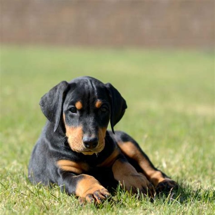 Unraveling the Charm of the Doberman Cachorro
