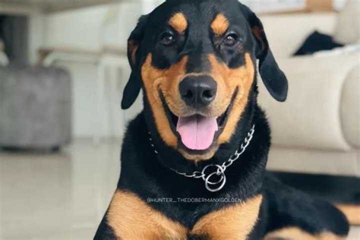 Discovering the Unique Traits of the Doberman Golden Retriever Mix