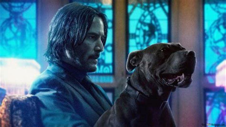 Does John Wick's Pitbull Die? A Comprehensive Look at the Iconic Film Series
