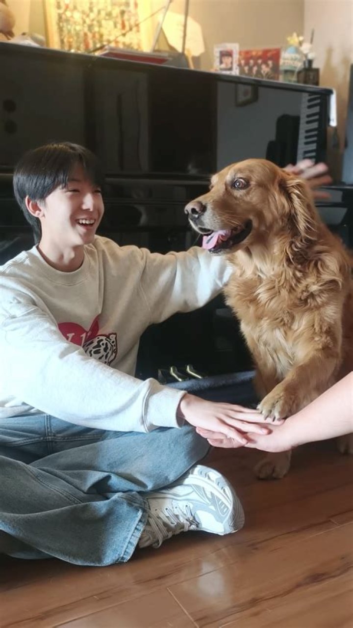 Dog Hand In Challenge: A Fun and Engaging Activity for Dog Owners