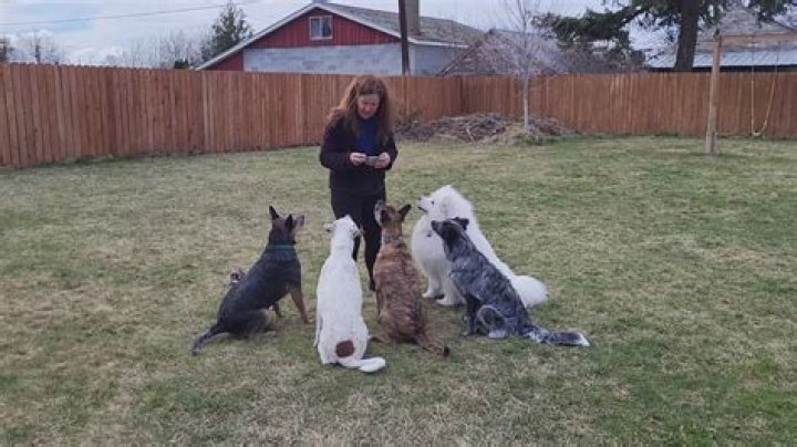 Unleashing the Power of Dogxxxx: A Comprehensive Guide for Dog Enthusiasts