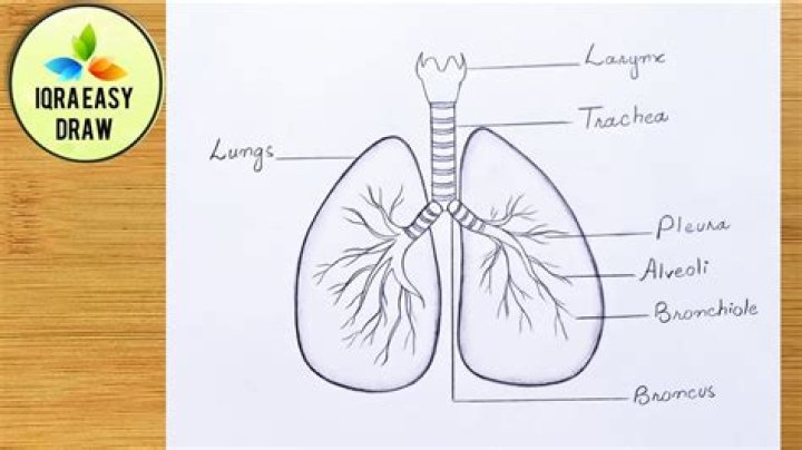Mastering the Art of Drawing the Lungs