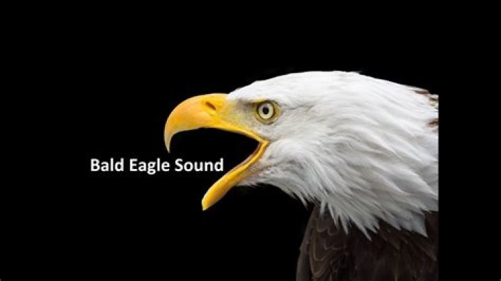 Eagle Sounds: Understanding the Calls of the Majestic Bird