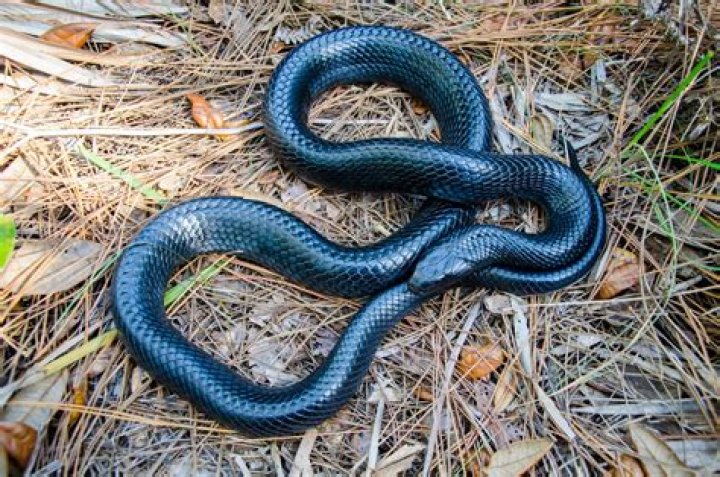 The Fascinating World of the Eastern Indigo Snake