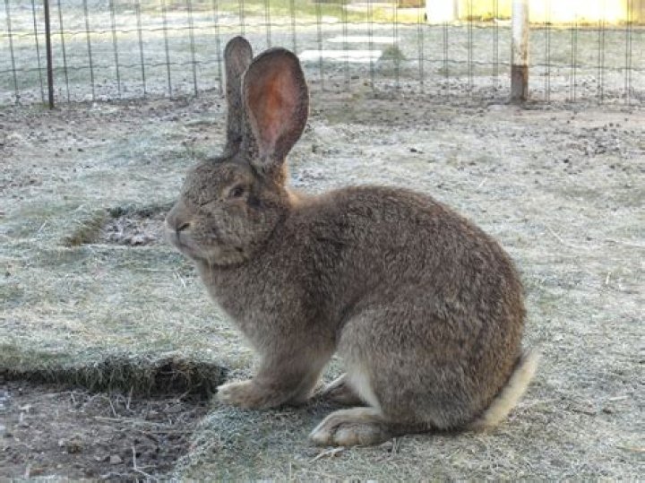 Discovering Flemish Rabbits for Sale Near Me