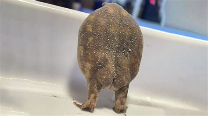 Unveiling the Secrets of the Frog's Butt: Nature's Marvel