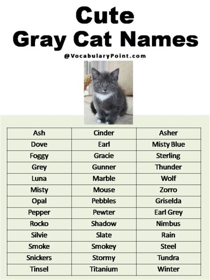 Charming Grey and White Cat Names for Your Feline Friend