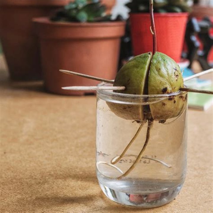 Growing Avocado from Seed: A Complete Guide
