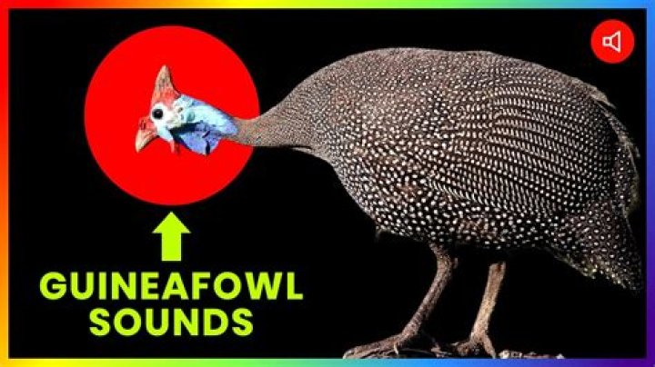 Understanding Guinea Hen Sound: The Unique Vocalizations of Guinea Fowl