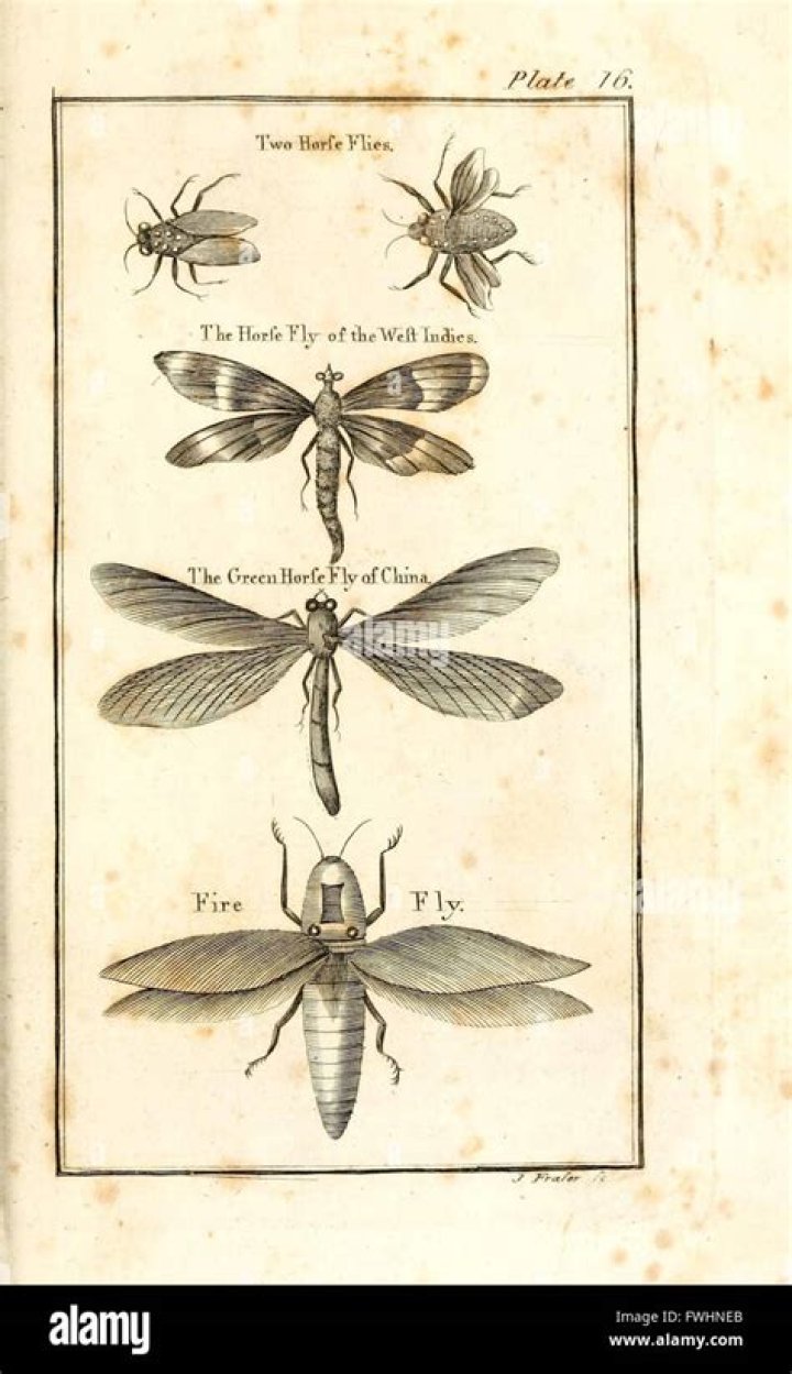 The Fascinating History of Insects: Exploring Their Origins and Evolution