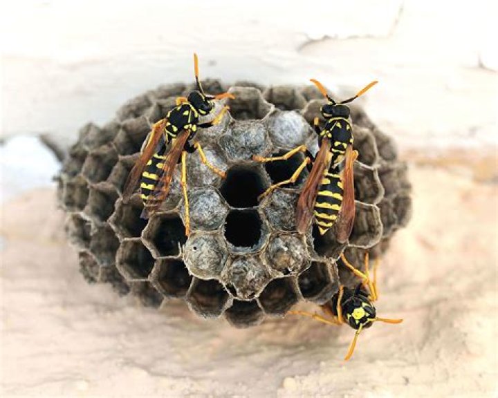 Exploring the Intricacies of an Inside Wasp Nest: A Fascinating Journey