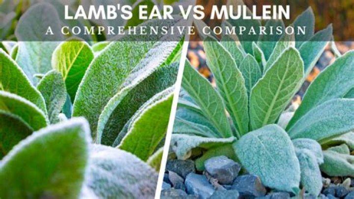 Exploring the Differences Between Lambs Ear and Mullein