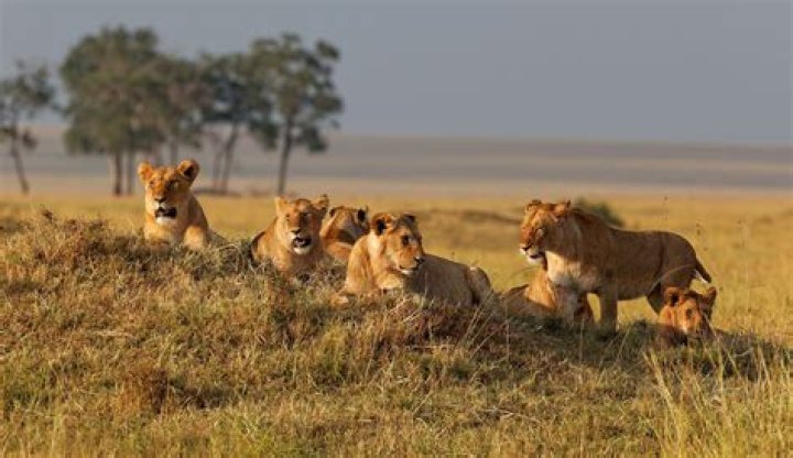 Lions in the Wild with Cancer: Understanding the Impact on Their Population