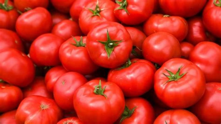 Unveiling the World of Major Tomatoes: Cultivation, Varieties, and Culinary Delights
