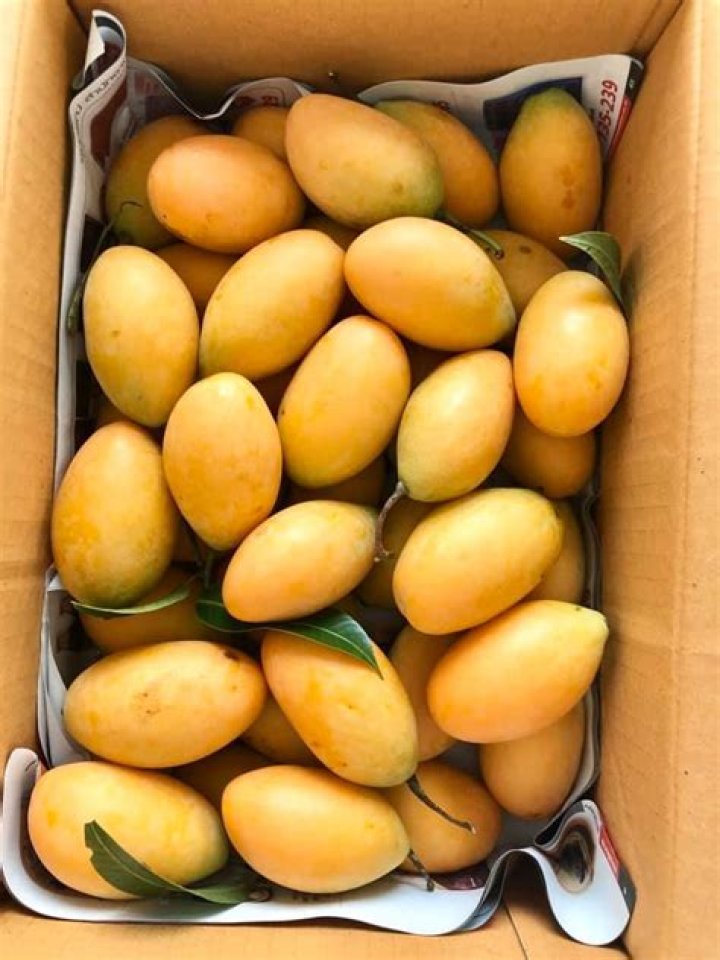 Mango Tropical: The King of Fruits in Paradise