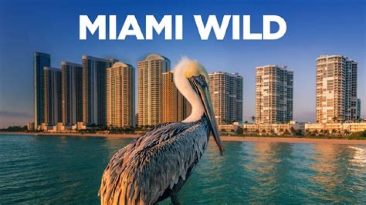 Miami Wild: Discover the Thrilling and Untamed Side of South Florida