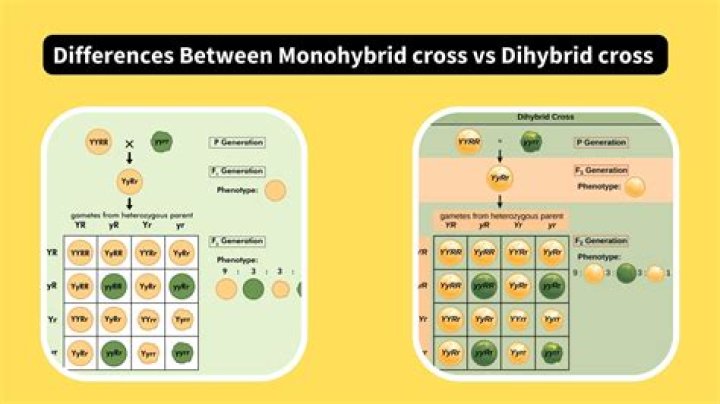 Understanding Monohybrid vs Dihybrid Cross: The Basics of Genetic Variability
