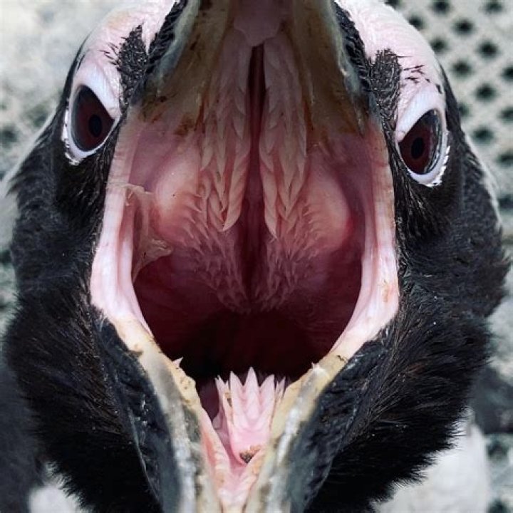The Fascinating World of Penguin Mouths: Anatomy, Function, and Fun Facts