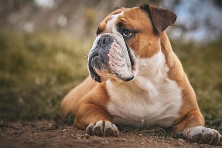 Discovering the Charm of the Perro Bulldog