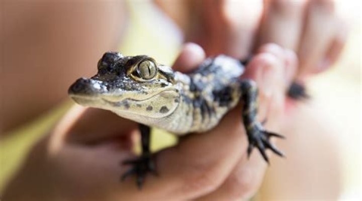 Why Keeping a Pet Gator Might Be the Wildest Decision You Ever Make