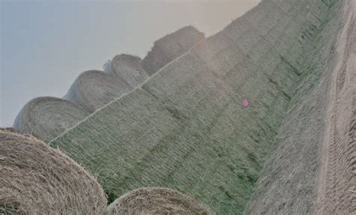 Discovering the Richness of Rock Valley Hay