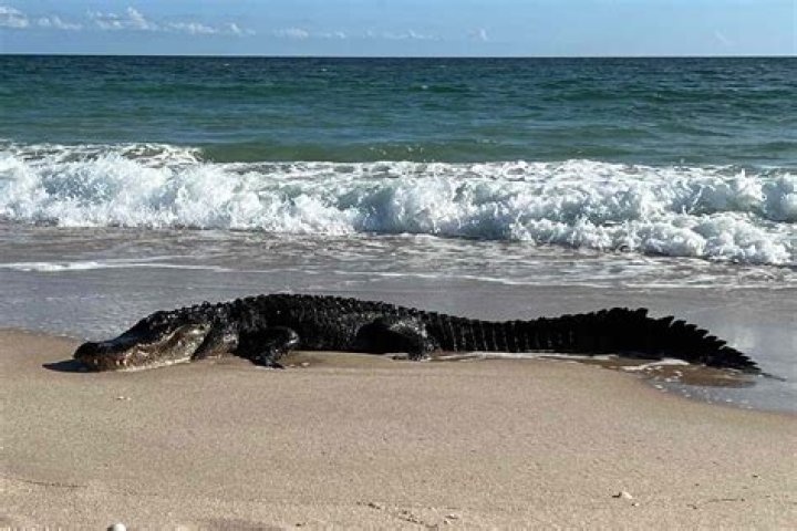 Saltwater Crocs in Florida: Understanding Their Habitat and Behavior