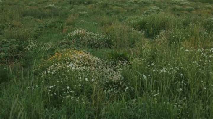 Sarah Huckabee Sanders Height: A Comprehensive Overview