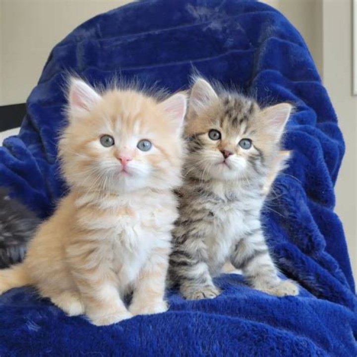 Siberian Kittens: Your Perfect Feline Companion Awaits