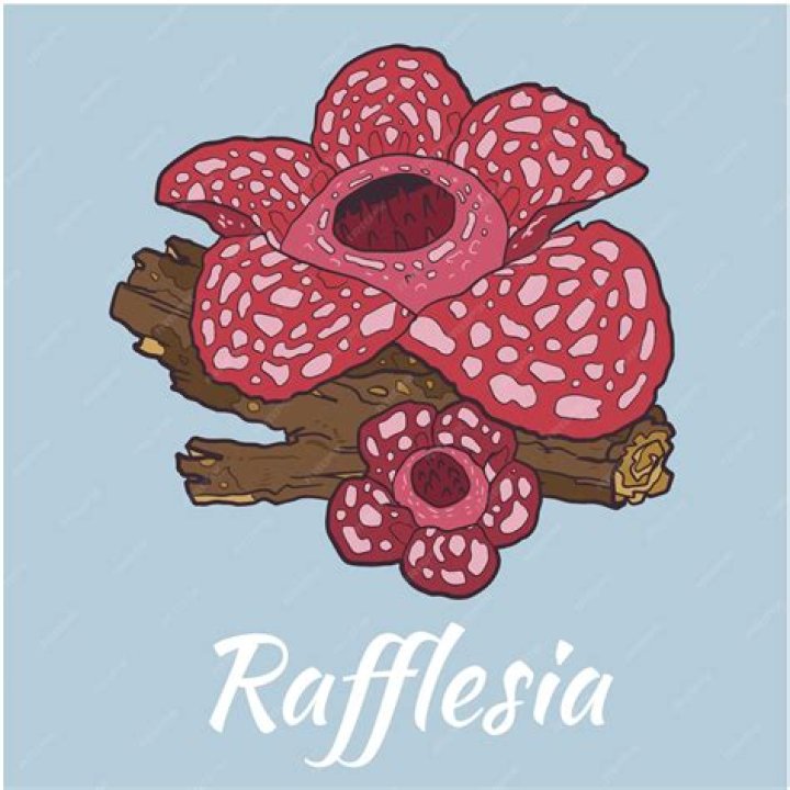 Capturing Nature's Wonder: A Small Simple Sketch of Rafflesia Flower