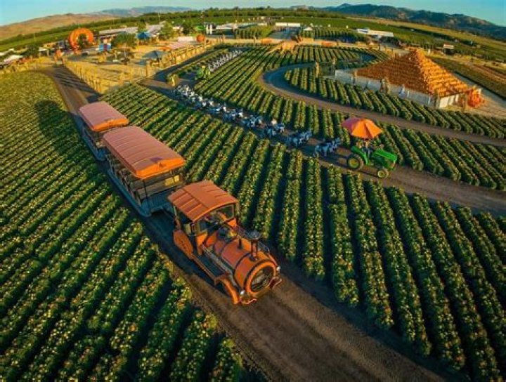 Discover the Magic of Spina Farms Pumpkin Patch: A Family-Friendly Fall Destination