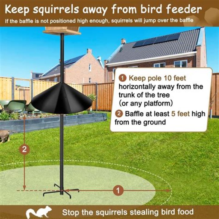 Squirrel Baffle Bird Feeder: The Ultimate Guide to Protecting Your Birds