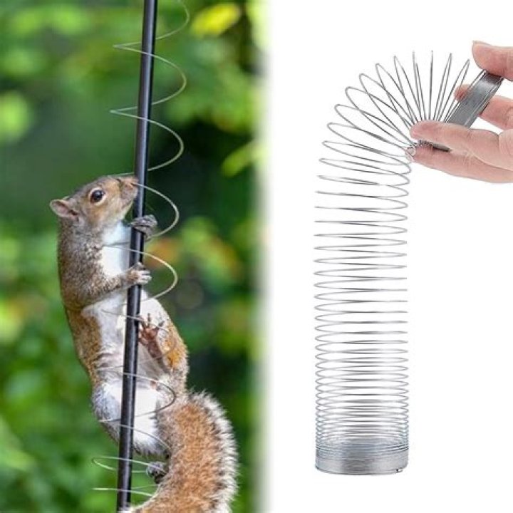 Squirrel Barrier: The Ultimate Guide to Protecting Your Home and Garden