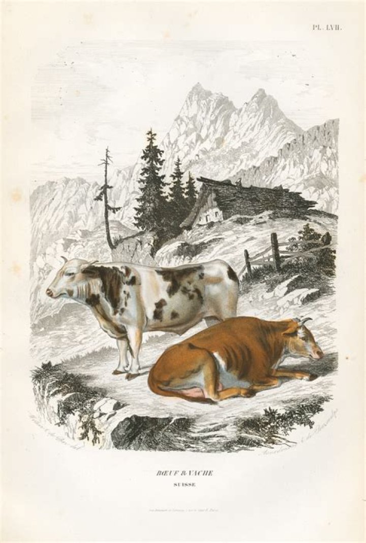 Understanding the Relationship Between Steer and Cow