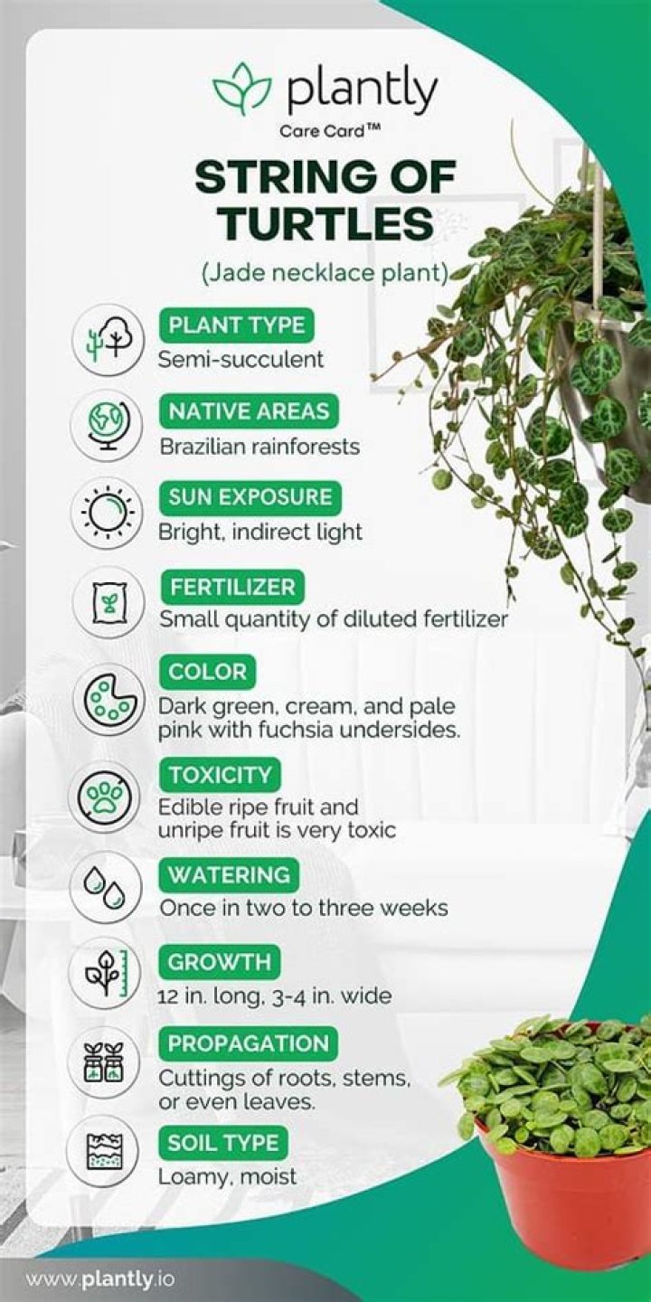 Mastering the Art of String of Turtles Care