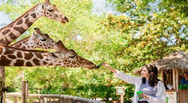 Discover the Wonders of Texas Zoofari Park