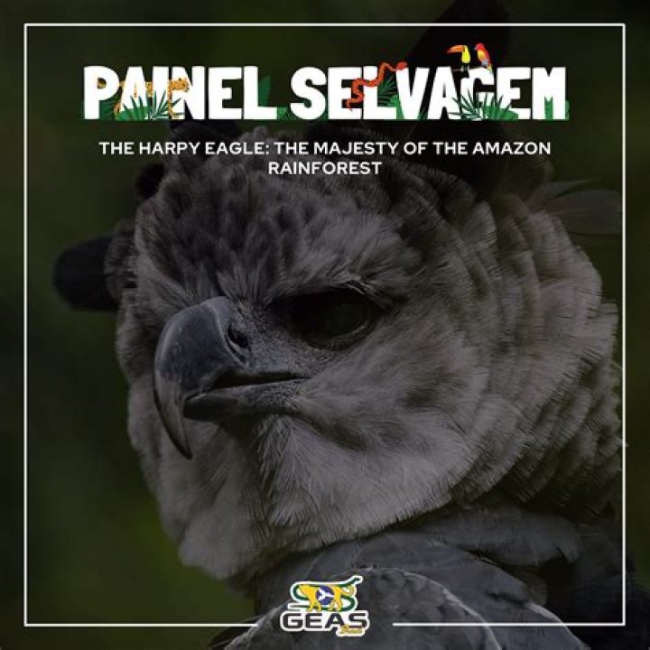 The Colombian National Bird: Harpy Eagle's Majesty and Significance