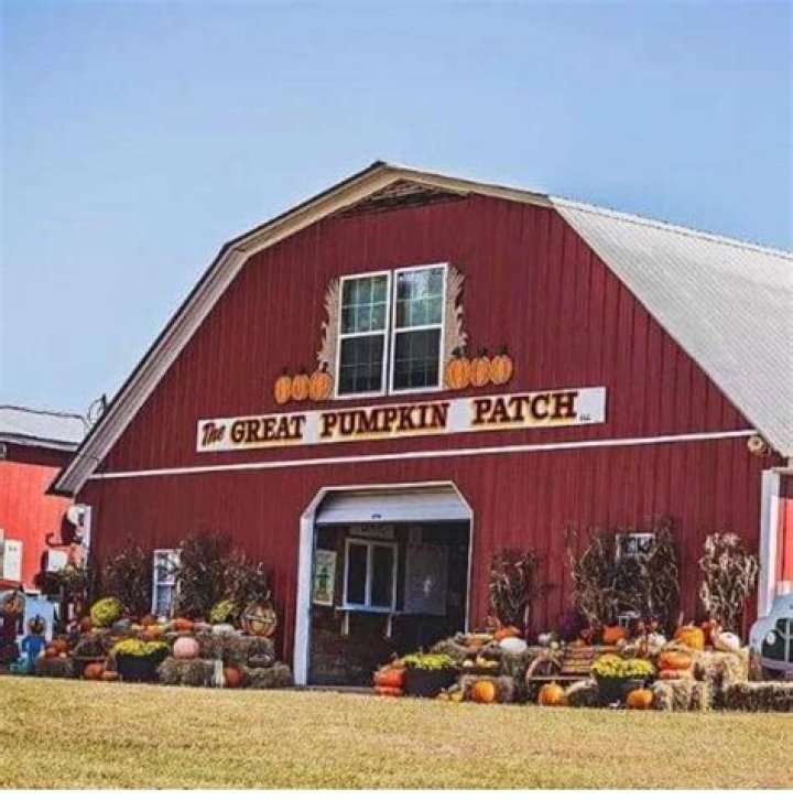 The Enchanting Experience of The Great Pumpkin Patch