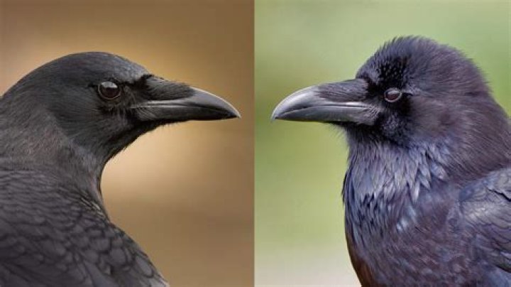 Unveiling the True Colors of Ravens: Nature's Mystical Avian Wonders