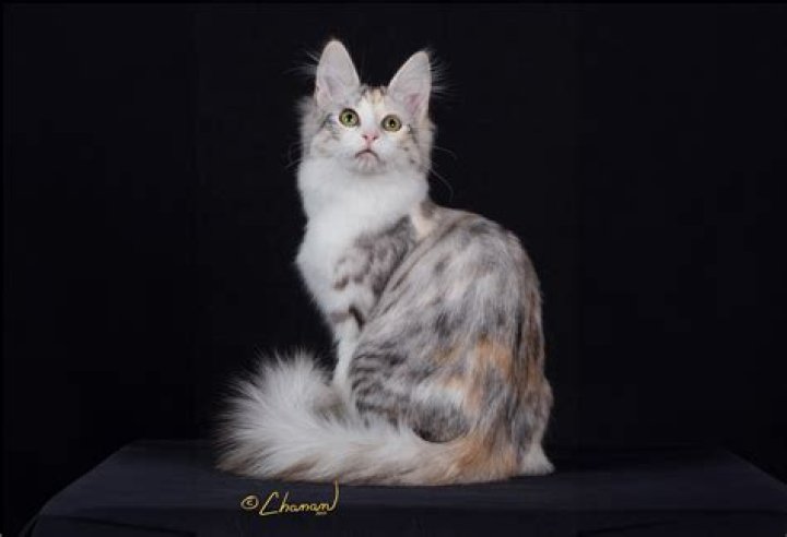 Exploring the Unique Blend of Turkish Angora Mixed with Norwegian Forest Cat